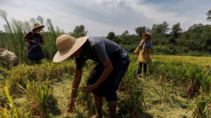 Farmers pick ears of rice left over by a paddy harvester as the region experiences a drought outside Jiujiang city