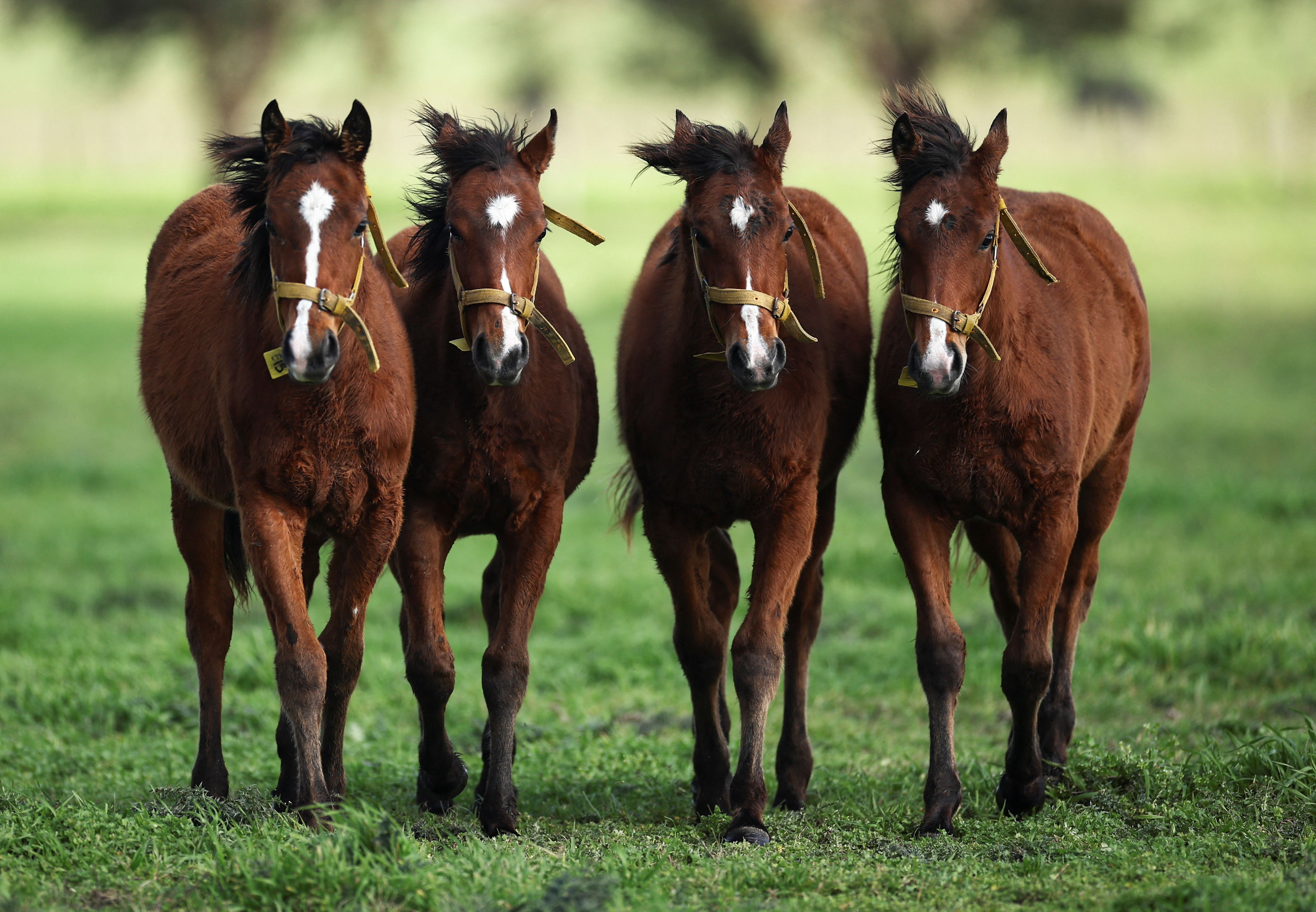 The world's first gene-edited horses are shaking up the genteel sport of polo