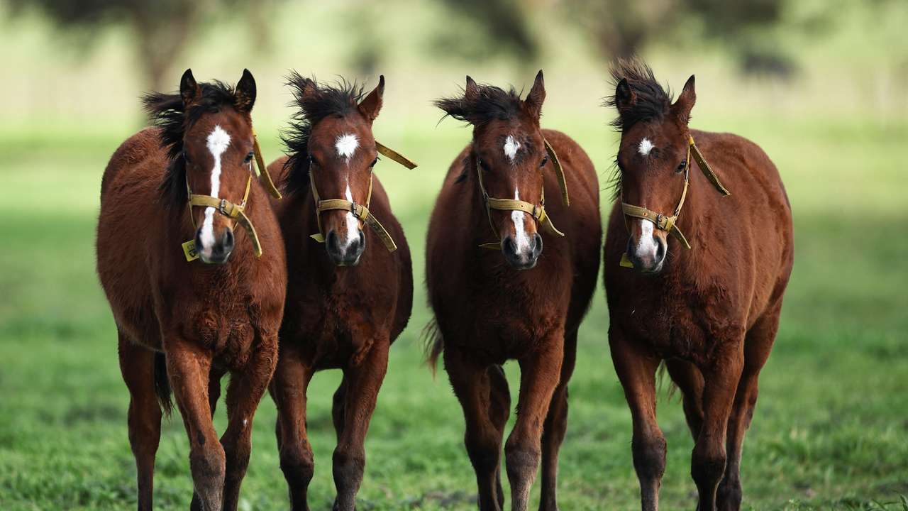 The world's first gene-edited horses are shaking up the genteel sport of polo