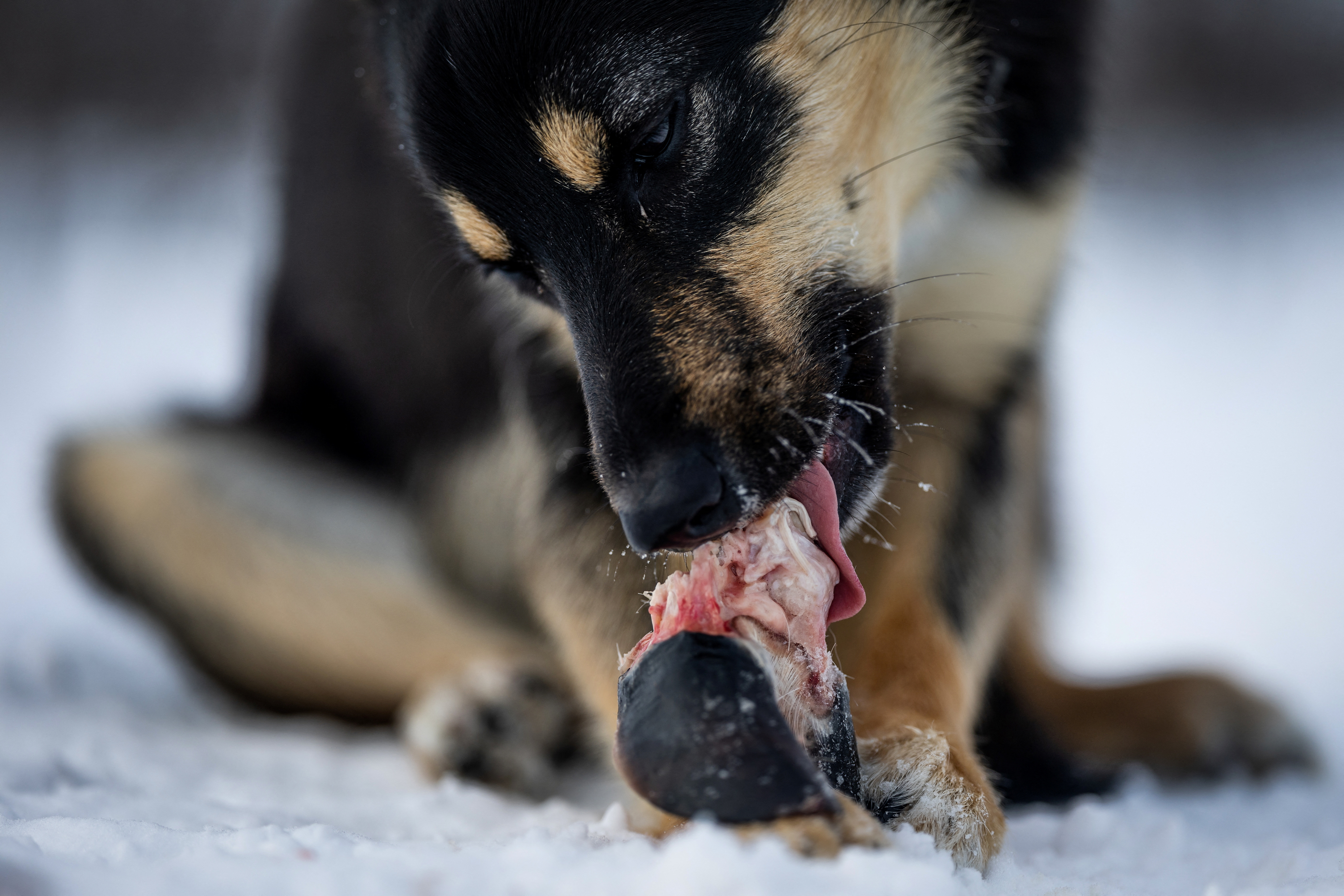 The Wider Image: Reindeer herders battle power line needed for Norway's climate goal