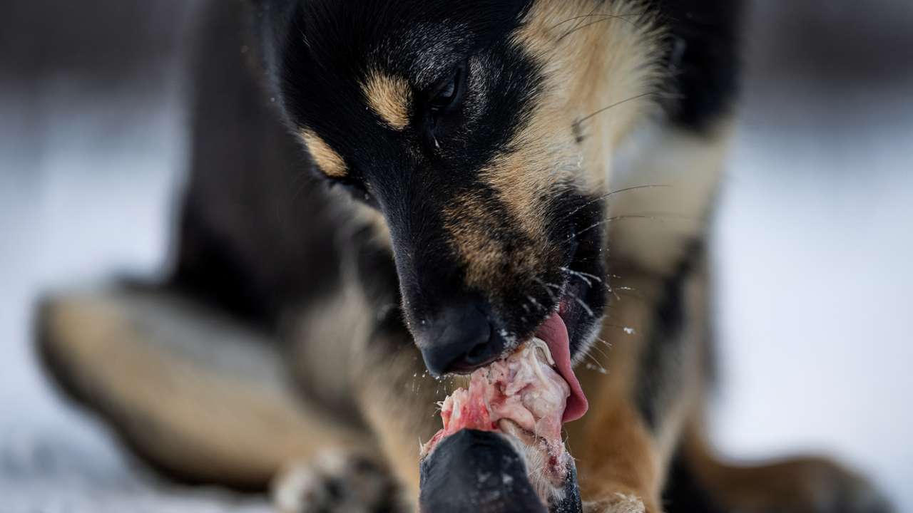 The Wider Image: Reindeer herders battle power line needed for Norway's climate goal