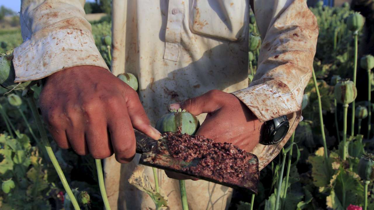 Raw opium from a poppy head is seen at a poppy farmer's field on the outskirts of Jalalabad,