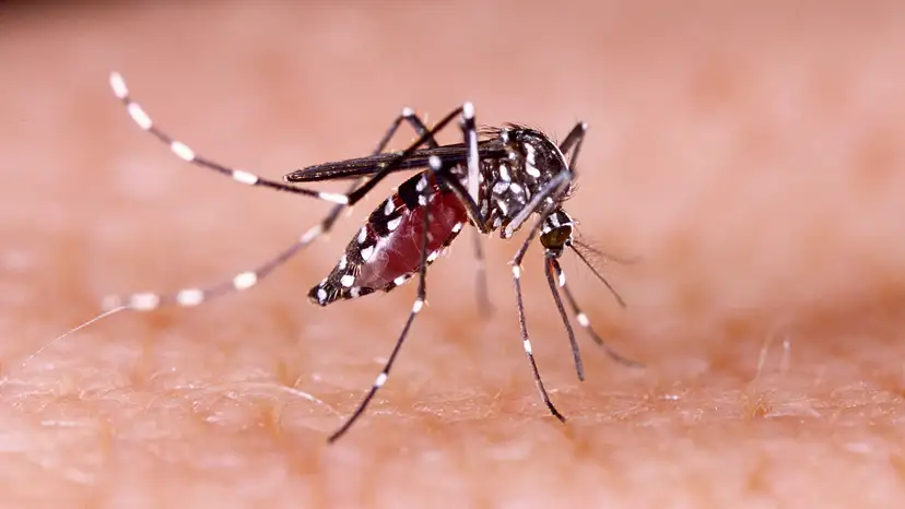 chikungunya